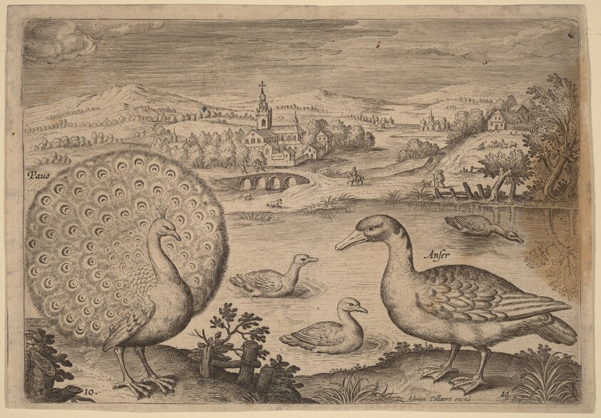 Peacock and Goose