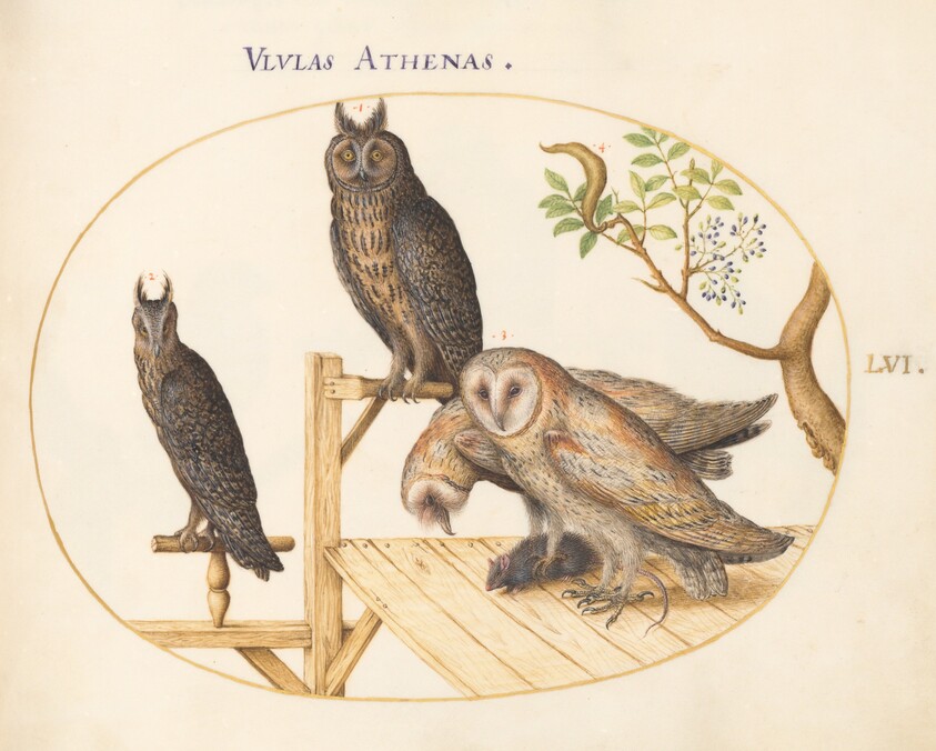 Plate 56: Barn Owls with a Mouse, Eagle Owl(?) and Another Owl
