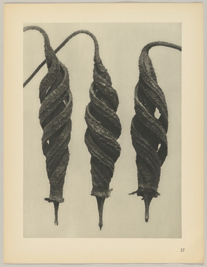 Cajophora lateritia, Loasaceae