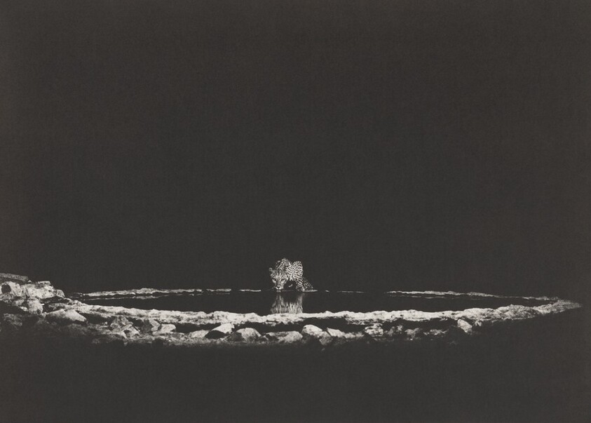 A leopard (Panthera pardus) in the Barab River Valley, Damaraland. Namibia.