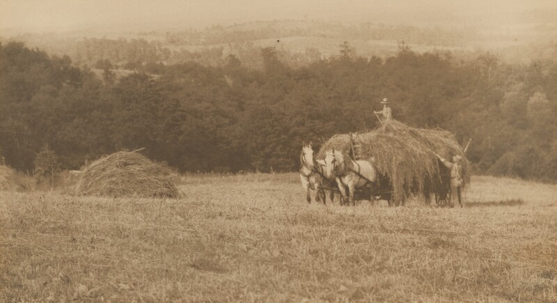 Two men pitchfork hay onto a horse-drawn carriage in a field in this horizontal black and white photograph. The platform of the carriage is wider than the two white horses harnessed to it. One man tosses hay onto the top of the pile and the other man standing there. We look slightly down a hill, which is spanned a short distance away by a band of evergreen trees. Rolling hills are hazy in the distance beyond.