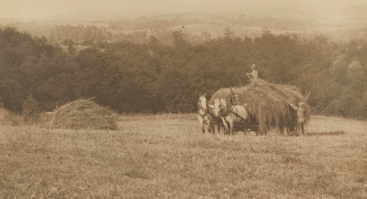Two men pitchfork hay onto a horse-drawn carriage in a field in this horizontal black and white photograph. The platform of the carriage is wider than the two white horses harnessed to it. One man tosses hay onto the top of the pile and the other man standing there. We look slightly down a hill, which is spanned a short distance away by a band of evergreen trees. Rolling hills are hazy in the distance beyond.