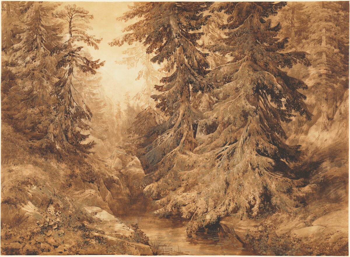 An Ancient Pine Forest with a Mountain Stream