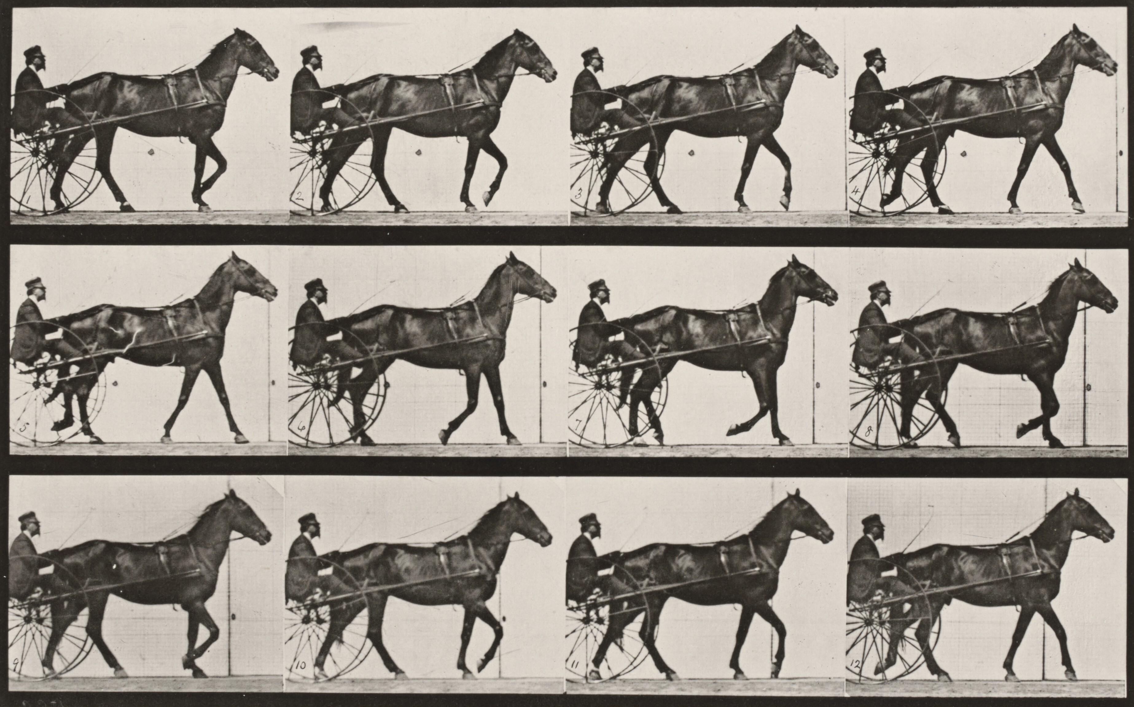 Plate Number 345. Wrestling, lock by Eadweard Muybridge