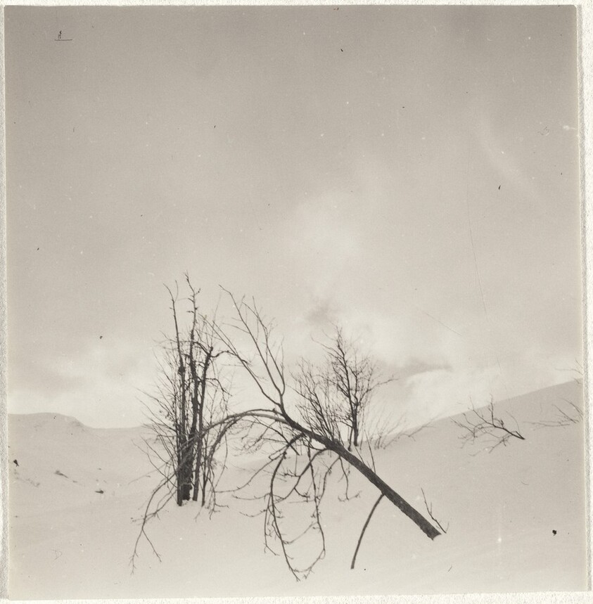 Trees in snow--Landscape