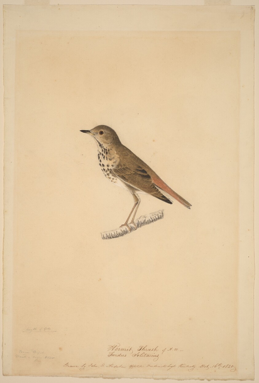 Hermit Thrush