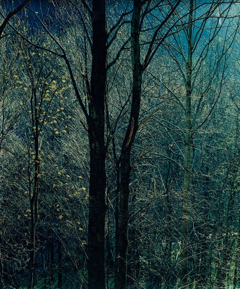 Trees and Bare Branches, Newfound Gap Road, Great Smoky Mountains National Park, Tennessee