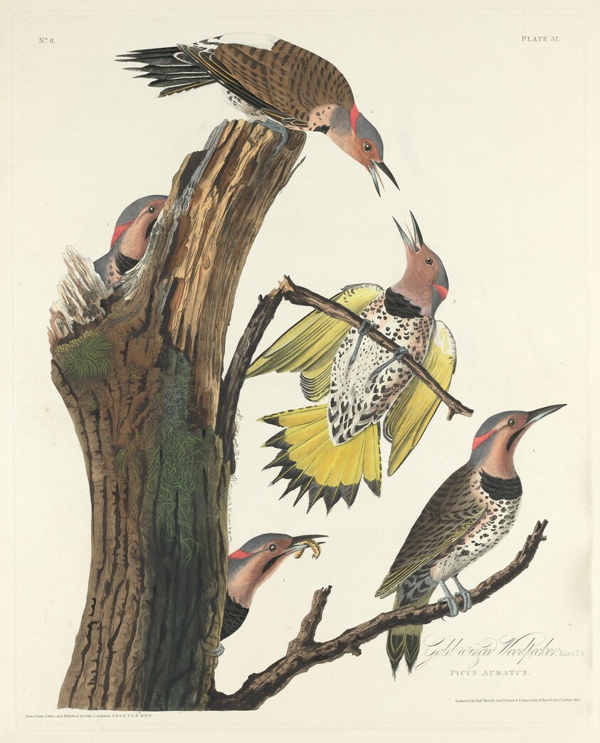Gold-winged Woodpecker