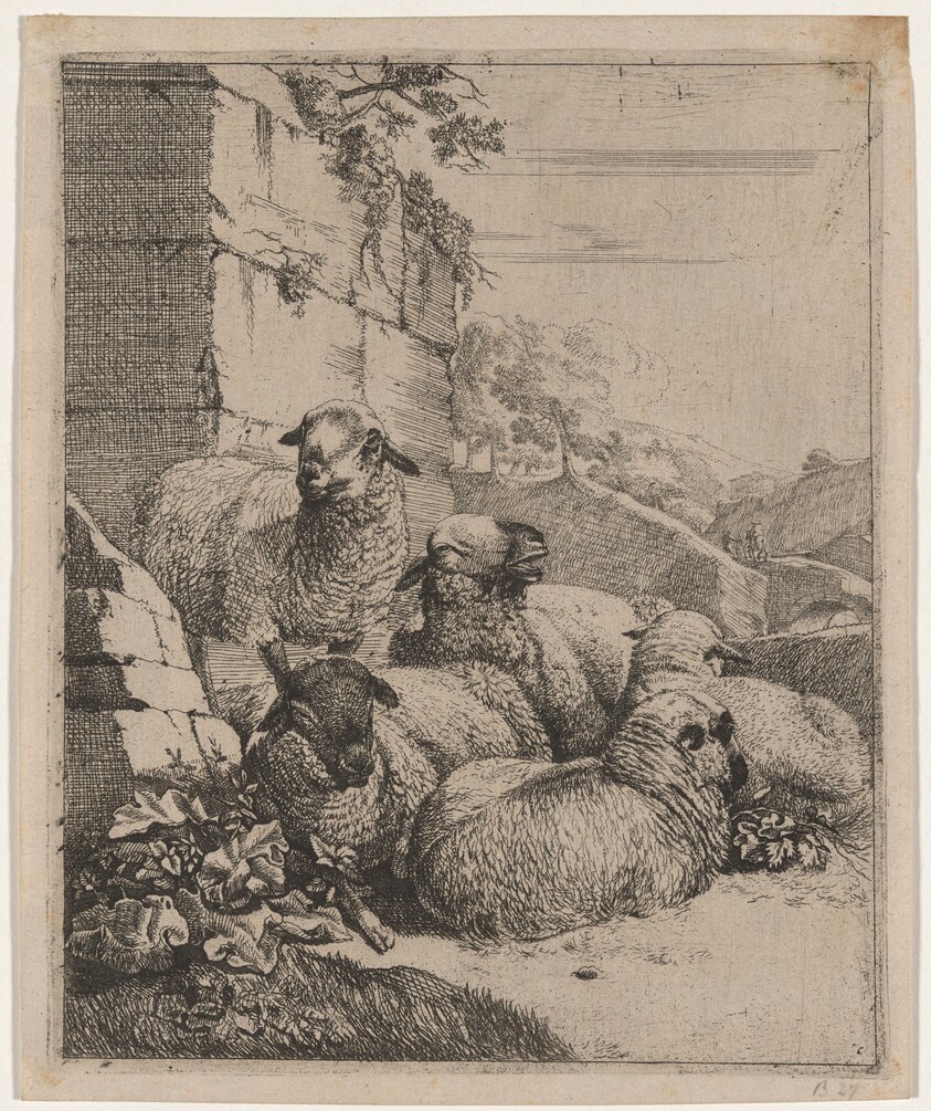 Flock of Sheep Resting