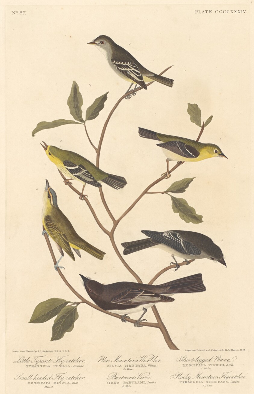 Little Tyrant Flycatcher, Small-Headed Flycatcher, Blue Mountain Warbler, Bartram's Vireo, Short-Legged Pewee, and Rocky Mountain Flycatcher