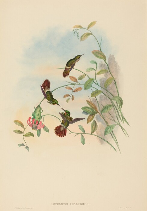 This is a painting of hummingbirds interacting with foliage and flowers. It features three vibrant hummingbirds with iridescent green and red plumage, engaged in flight around a flowering plant. The birds are depicted with intricate detail, showcasing their delicate and colorful feathers. They are arranged dynamically, capturing the motion of their wings and the grace of their hovering flight, while they interact with the flowers, which are pink with deep green foliage. The background consists of a subtle, soft blend of colors resembling a sky at sunrise or sunset, providing a serene backdrop for the subjects. The plant branches twist elegantly across the composition, and there is an air of delicate balance between all the elements in the painting. This is in the style of John James Audubon.