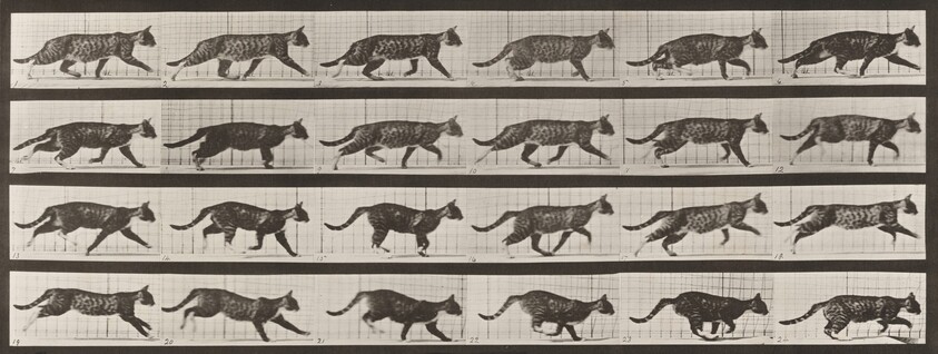 Plate Number 718. Cat; trotting; change to galloping