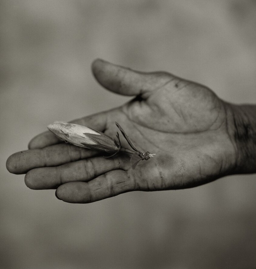The "Hope" Grasshopper. Dona Antônia's Wish-Ribbon Bracelet. Five Centuries Work the Land at Black River.