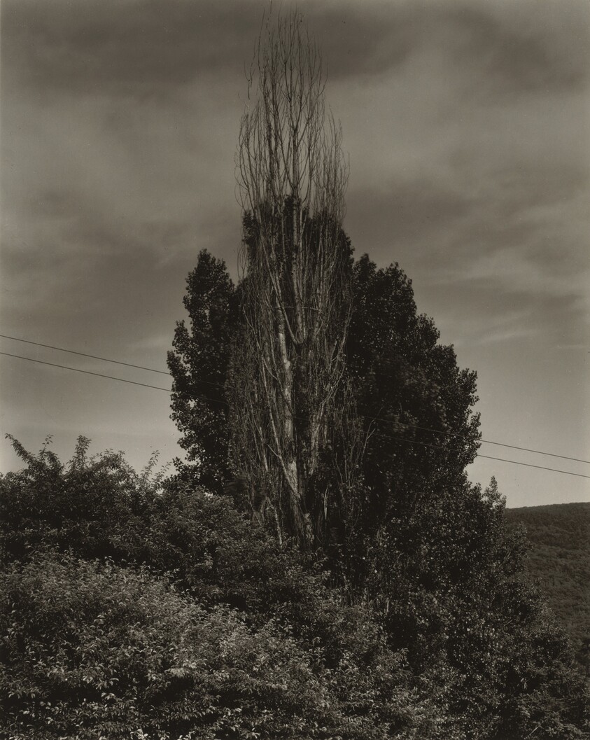 Poplars, Lake George