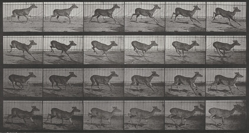 Plate Number 683. Virginia deer, buck, galloping