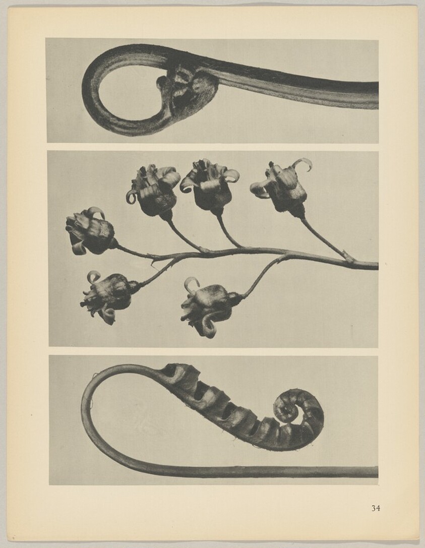 a Polypodium vulgare; b Ribes nigrum; c Pteridium aquilinum