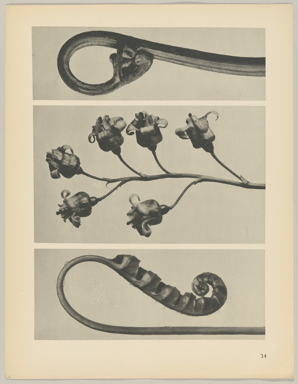 This is a photograph of ornate metallic or botanical forms. It shows three separate panels with different wrought iron or intricately detailed organic-like shapes. The top panel has a curled loop. The central panel is adorned with small, bell-shaped flowers on slender stems. The bottom panel features a loop with textured details, resembling a tendril or vine design. All elements exhibit a high level of craftsmanship and detail, reflecting an interplay of strong, yet delicate forms reminiscent of nature.