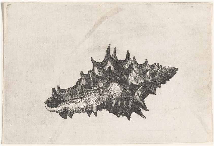 Shell (Vasum ceramicum)