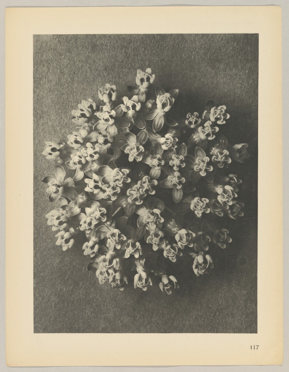 The image shows a circular layout of small flowers with many petals and leaves, forming a dense floral cluster. The color scheme is monochromatic, displayed in shades of gray as it is a black and white image. The flowers are centrally positioned, occupying most of the frame, with some petals and leaves extending outward towards the edges on a textured surface that contrasts gently with the floral arrangement.