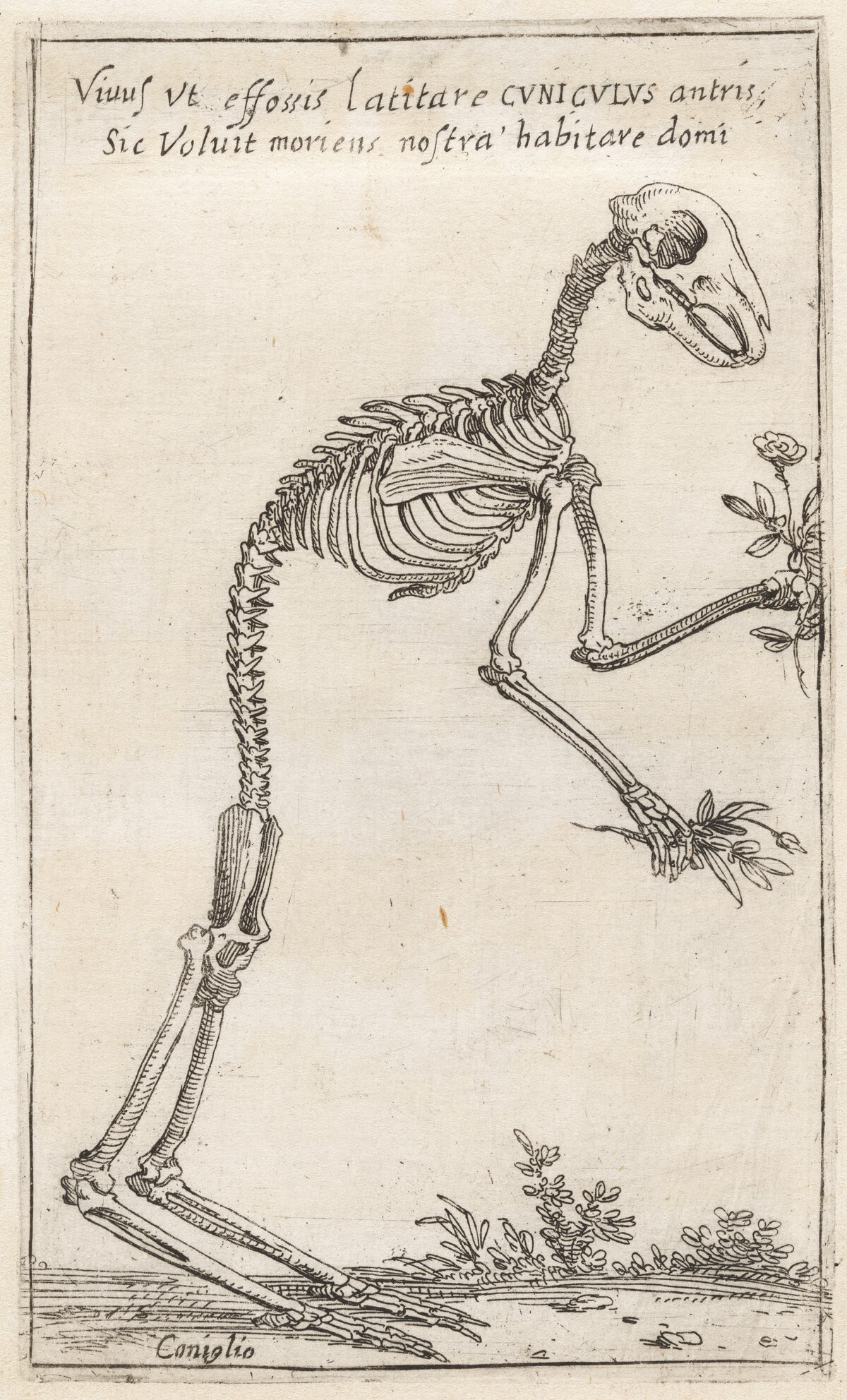 Skeleton of a Rabbit