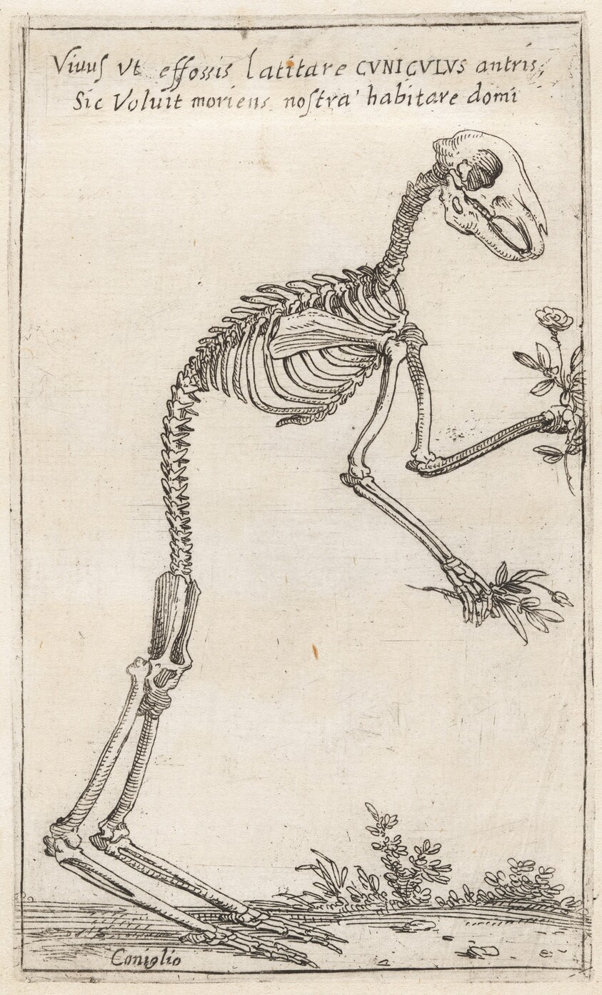 Skeleton of a Rabbit