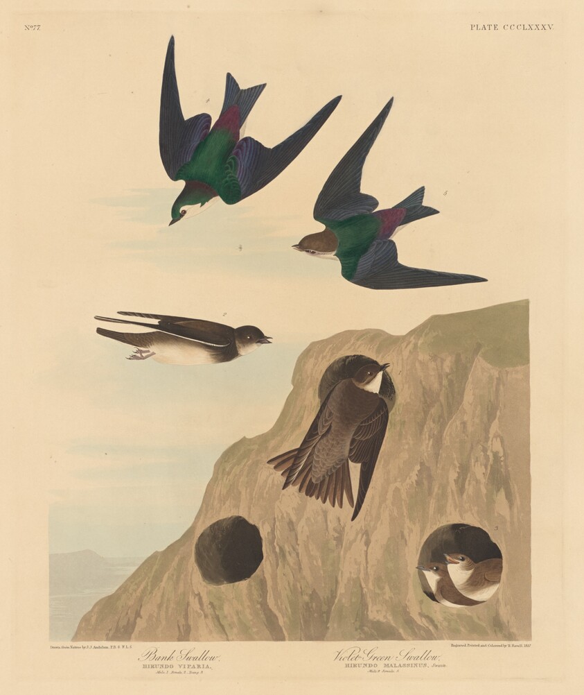 Bank Swallow and Violet-green Swallow