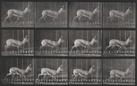 Plate Number 697. Antelope trotting, Eadweard Muybridge, 1887