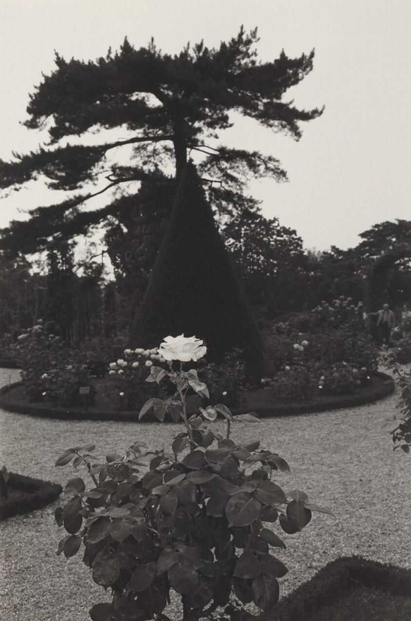 Single Rose Bloom in Formal Garden, Bagatelle Gardens, Paris