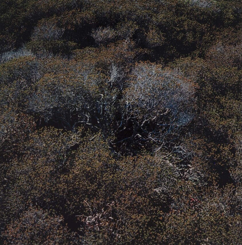 Blued Tree with Green Foliage, Cape Cod, Massachusetts