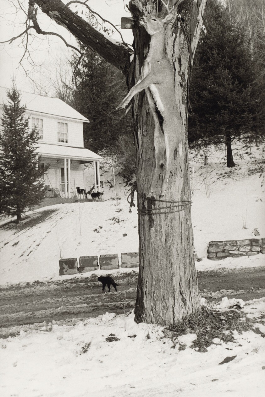 Deer Slaying, Martins Creek, Pennsylvania