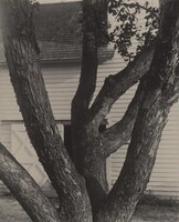 Apple Tree, Alfred Stieglitz, 1921