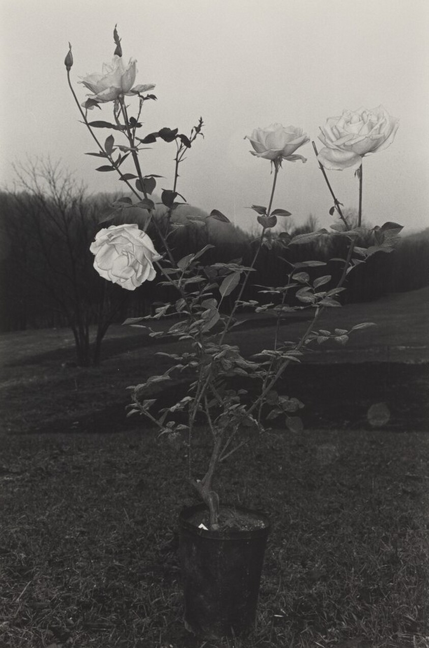Potted Rose, Putney, Vermont