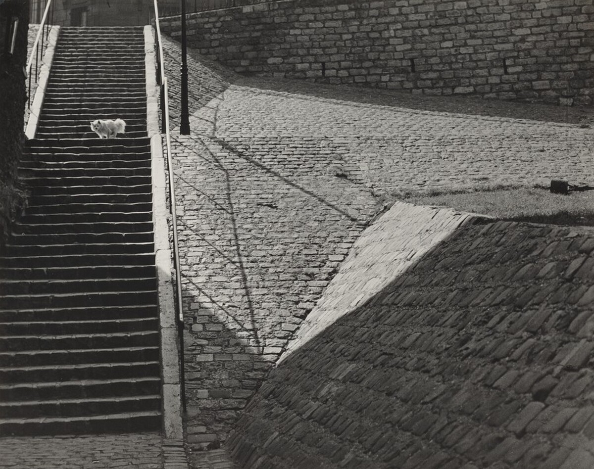 The Little White Dog, Montmartre