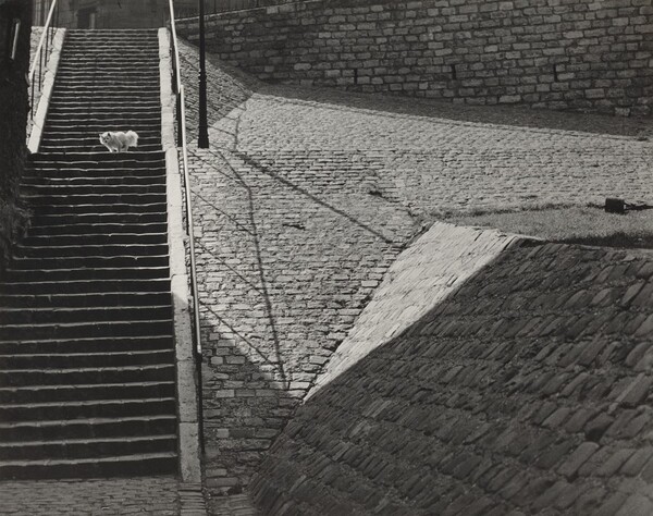 The Little White Dog, Montmartre