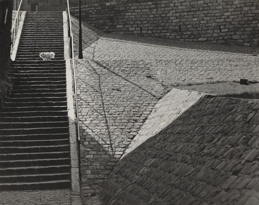 The Little White Dog, Montmartre