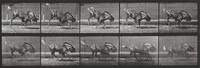 Plate Number 702. Gnu bucking and galloping, Eadweard Muybridge, 1887