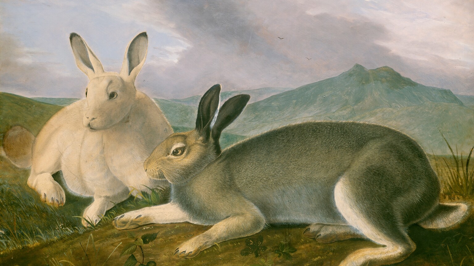 Two rabbits, one white and one gray, lie on a grassy hill in this horizontal painting on paper. On our left, the white rabbit rests so its front paws face us, and it looks slightly off to our left. To our right, the gray rabbit takes up most of the picture with its head near the white rabbit and its tail nearly touching the right edge of the paper. Tiny pen and graphite strokes make up the individual hairs of the rabbits' fur and whiskers. The ground close to us is olive and earth green. Mountains are frosty teal-green in the distance under lavender-gray clouds streaking up and to our left against a blue sky. Two birds fly in the deep distance. Tiny writing in black ink in the top left corner spells "Leach" in the top left corner. A number 1 appears next to the gray rabbit’s head and a number 2 next to the white.