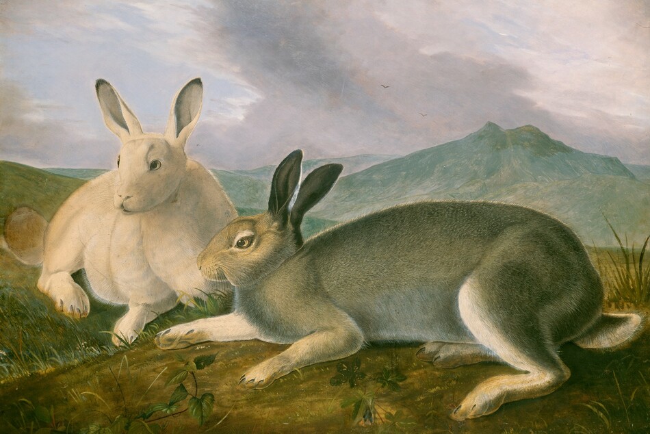 Two rabbits, one white and one gray, lie on a grassy hill in this horizontal painting on paper. On our left, the white rabbit rests so its front paws face us, and it looks slightly off to our left. To our right, the gray rabbit takes up most of the picture with its head near the white rabbit and its tail nearly touching the right edge of the paper. Tiny pen and graphite strokes make up the individual hairs of the rabbits' fur and whiskers. The ground close to us is olive and earth green. Mountains are frosty teal-green in the distance under lavender-gray clouds streaking up and to our left against a blue sky. Two birds fly in the deep distance. Tiny writing in black ink in the top left corner spells "Leach" in the top left corner. A number 1 appears next to the gray rabbit’s head and a number 2 next to the white.