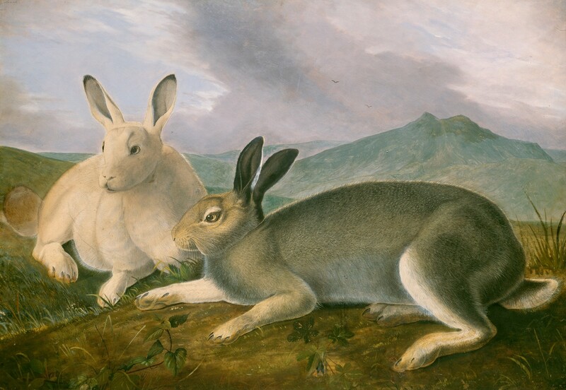 Two rabbits, one white and one gray, lie on a grassy hill in this horizontal painting on paper. On our left, the white rabbit rests so its front paws face us, and it looks slightly off to our left. To our right, the gray rabbit takes up most of the picture with its head near the white rabbit and its tail nearly touching the right edge of the paper. Tiny pen and graphite strokes make up the individual hairs of the rabbits' fur and whiskers. The ground close to us is olive and earth green. Mountains are frosty teal-green in the distance under lavender-gray clouds streaking up and to our left against a blue sky. Two birds fly in the deep distance. Tiny writing in black ink in the top left corner spells "Leach" in the top left corner. A number 1 appears next to the gray rabbit’s head and a number 2 next to the white.
