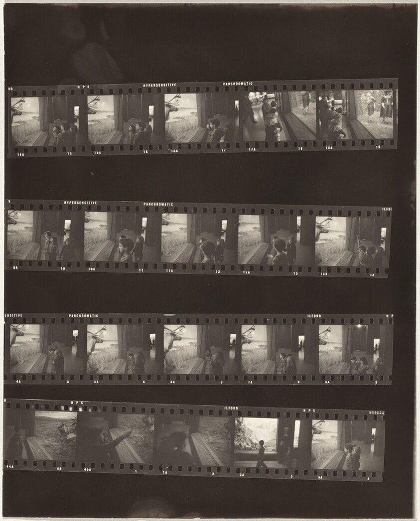 Museum of Natural History no number