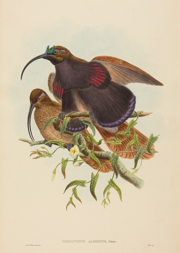 Drepanornis albertisi (Black-billed Sicklebill Bird of Paradise)