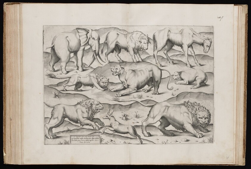 Animals from an Ancient Wall Painting [Table I]