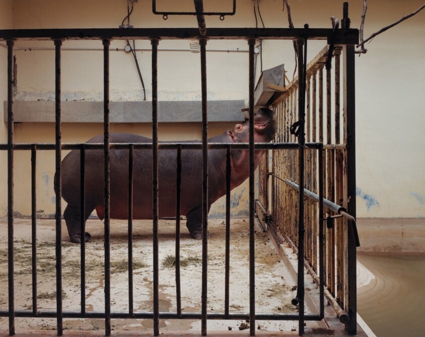 Hippopotamus, National Zoo, Washington, D.C.