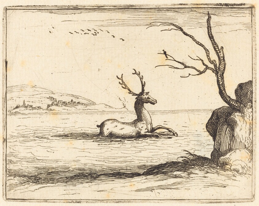 Stag in the Water