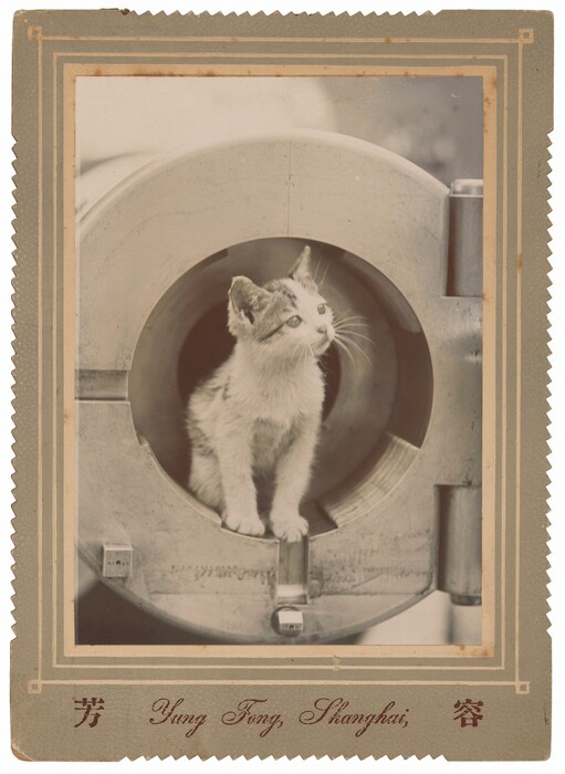 The image shows a kitten inside a circular metal structure. The kitten is positioned near the edge of the opening, looking upwards. Its fur is primarily white with some darker patches, particularly on one ear and part of its face. The metal structure is cylindrical with a smooth finish. The background is blurred, emphasizing the kitten. The photograph is mounted on a decorative backing and labeled "Yung Fong, Shanghai."