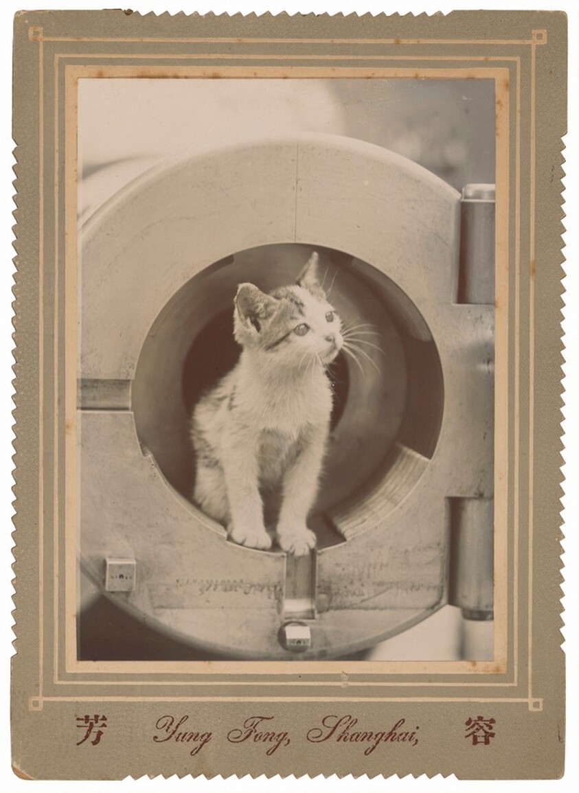 Portrait of a Kitten