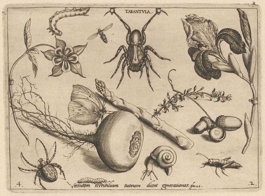 Archetypa studiaque patris Georgii Hoefnagelii [Part 2, Plate 4]