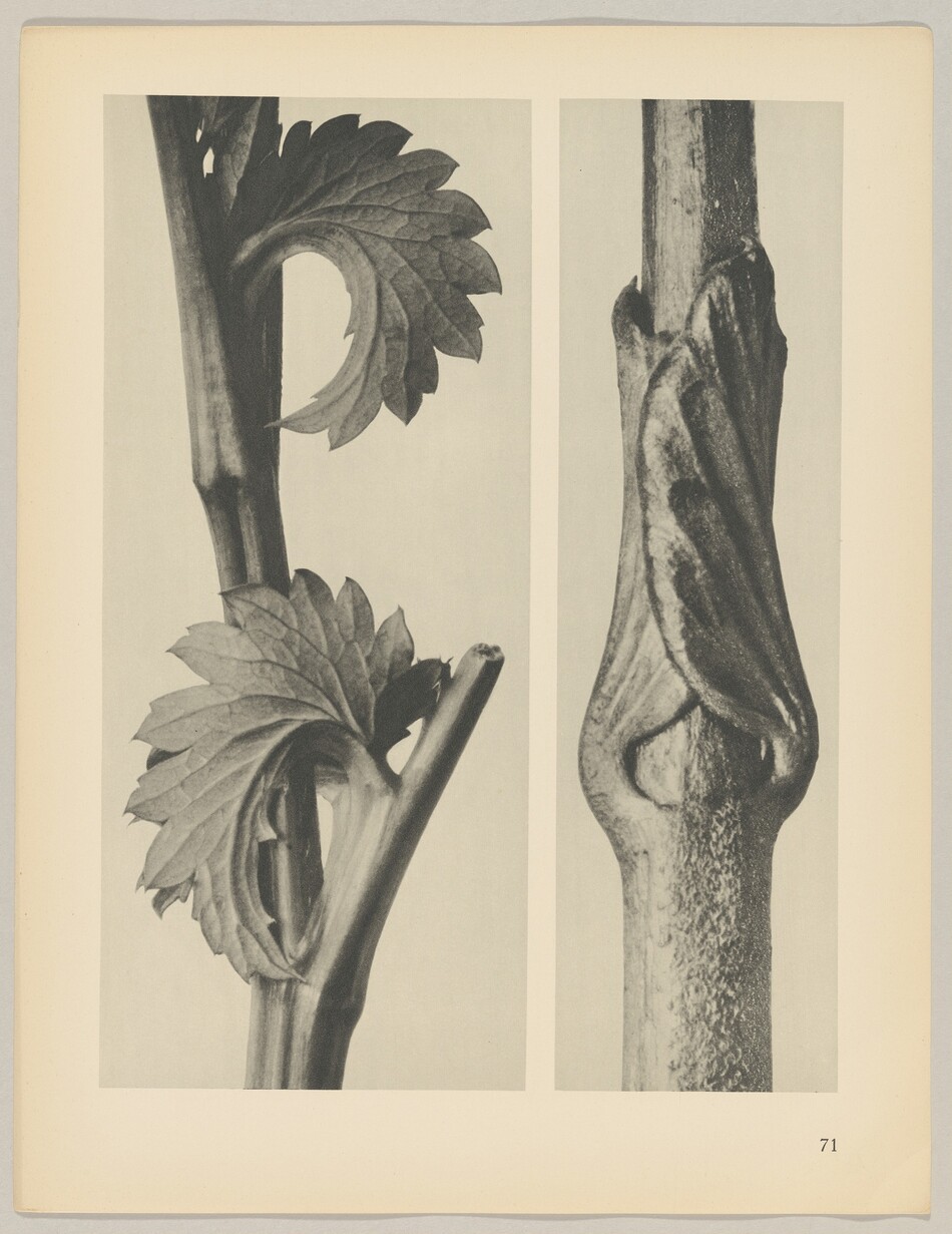 The image depicts two monochromatic close-up photographs of plant stems. One stem has deeply serrated leaves, and the other stem features tightly wrapped leaf or bud formations in a spiral pattern. The color palette is grayscale. The layout shows the stem with serrated leaves on the left and the spiral-wrapped stem on the right. Both images are enclosed by a beige border, and the number 71 is in the bottom right corner.