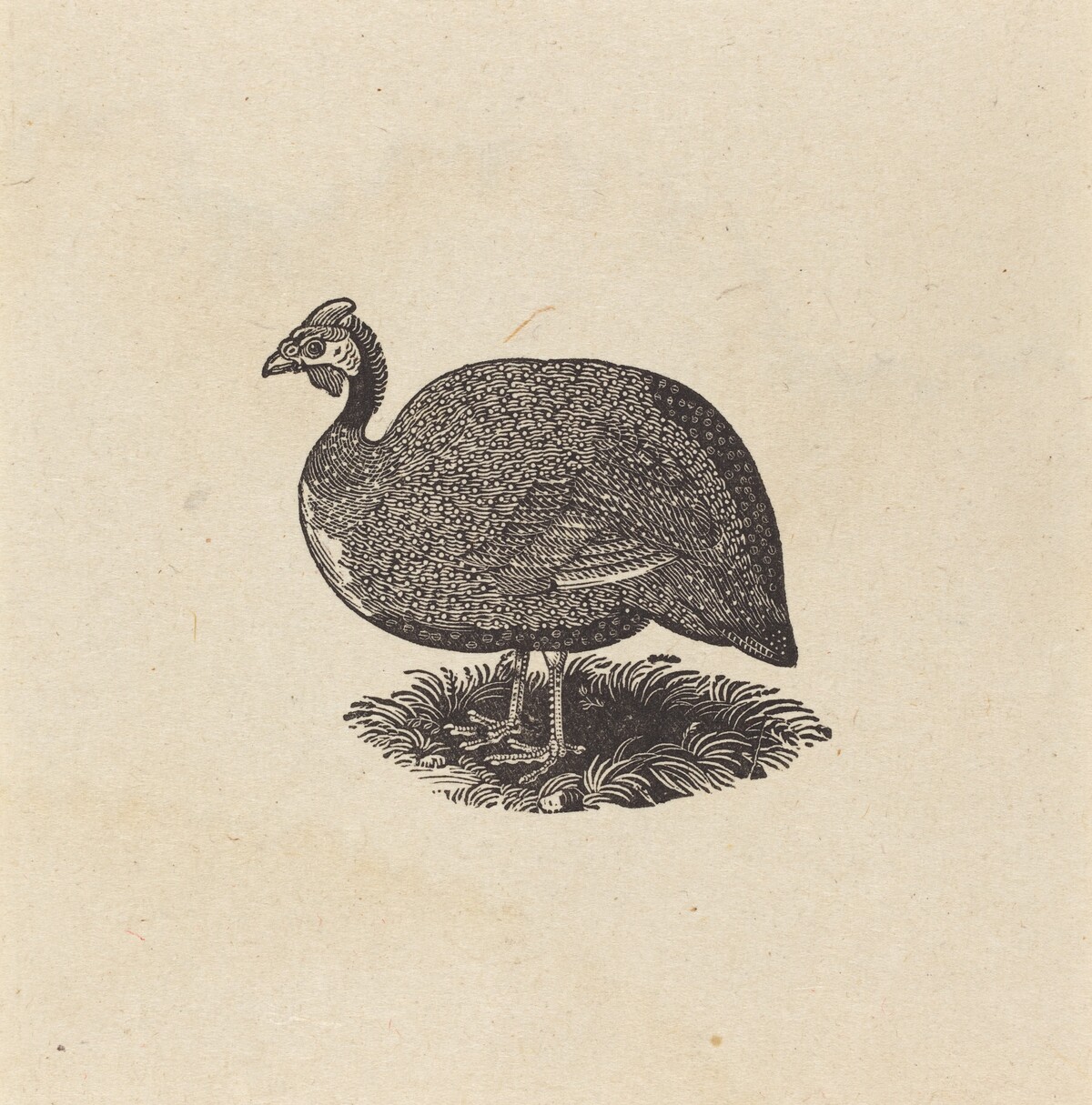 Guinea Hen