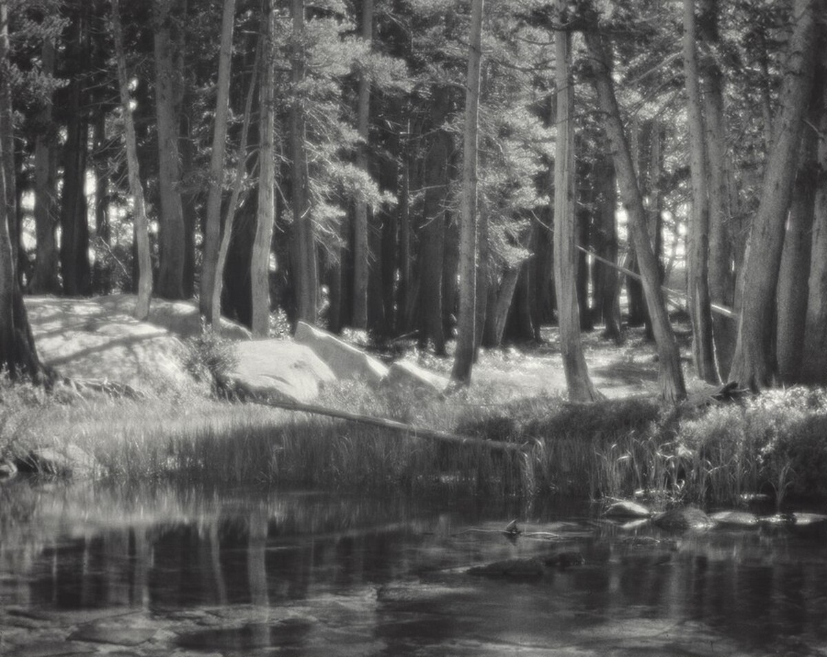 Lodgepole Pines, Lyell Fork of the Merced River, Yosemite National Park, California